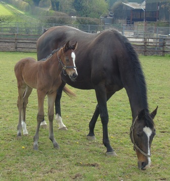 2019 colt by Iffraaj